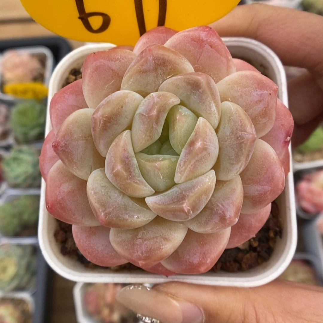 糖心粉魄679号。