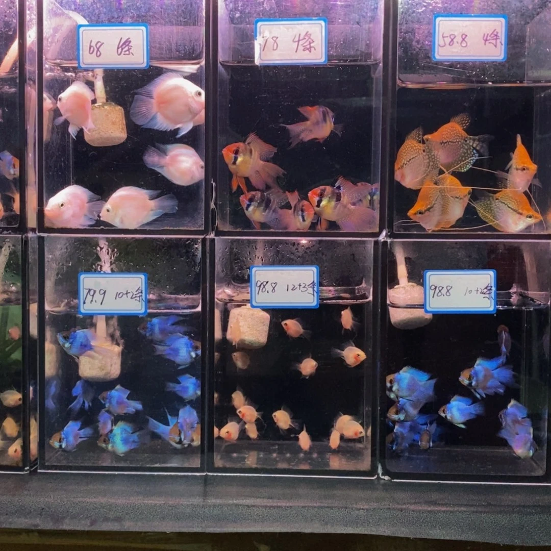 小***/短鲷鱼发点小鱼试试