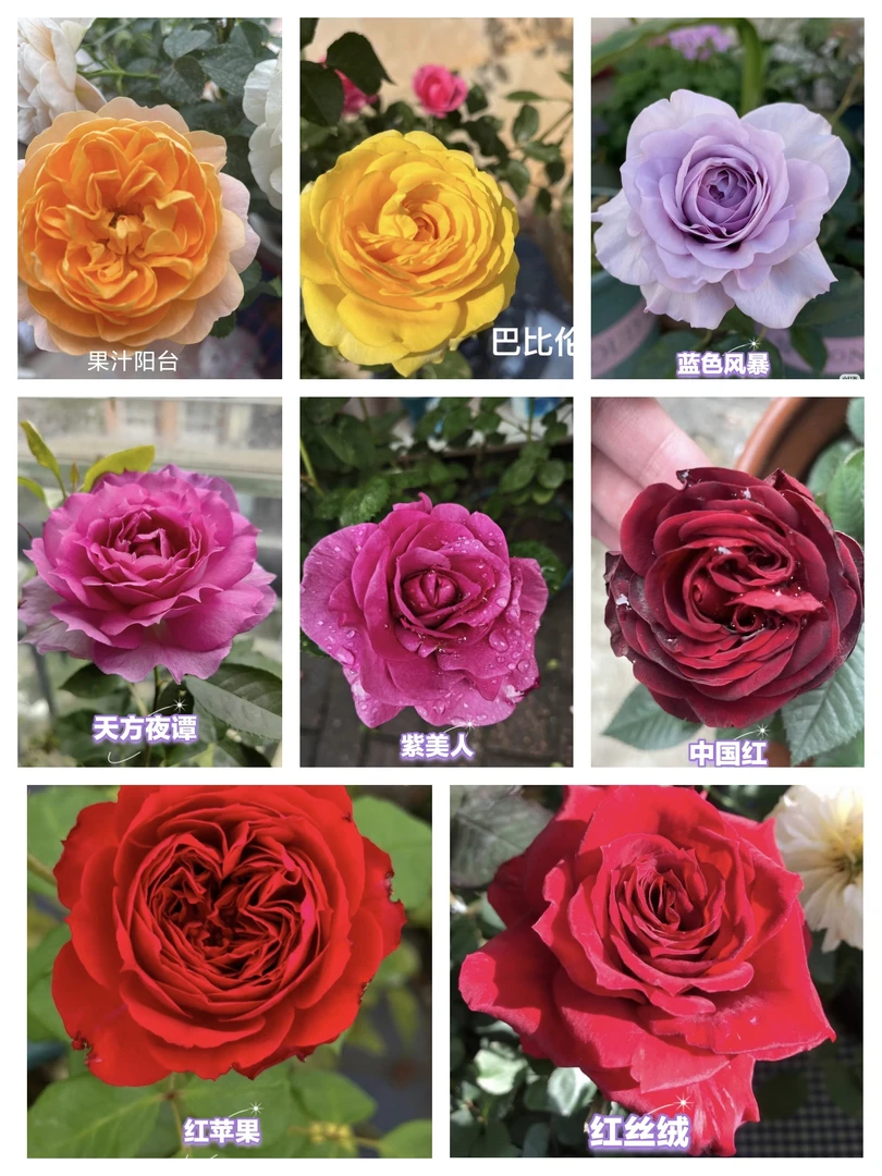 『一物一拍』独杆老桩玫瑰花苗老桩带花苞花卉适合室内外阳台种植