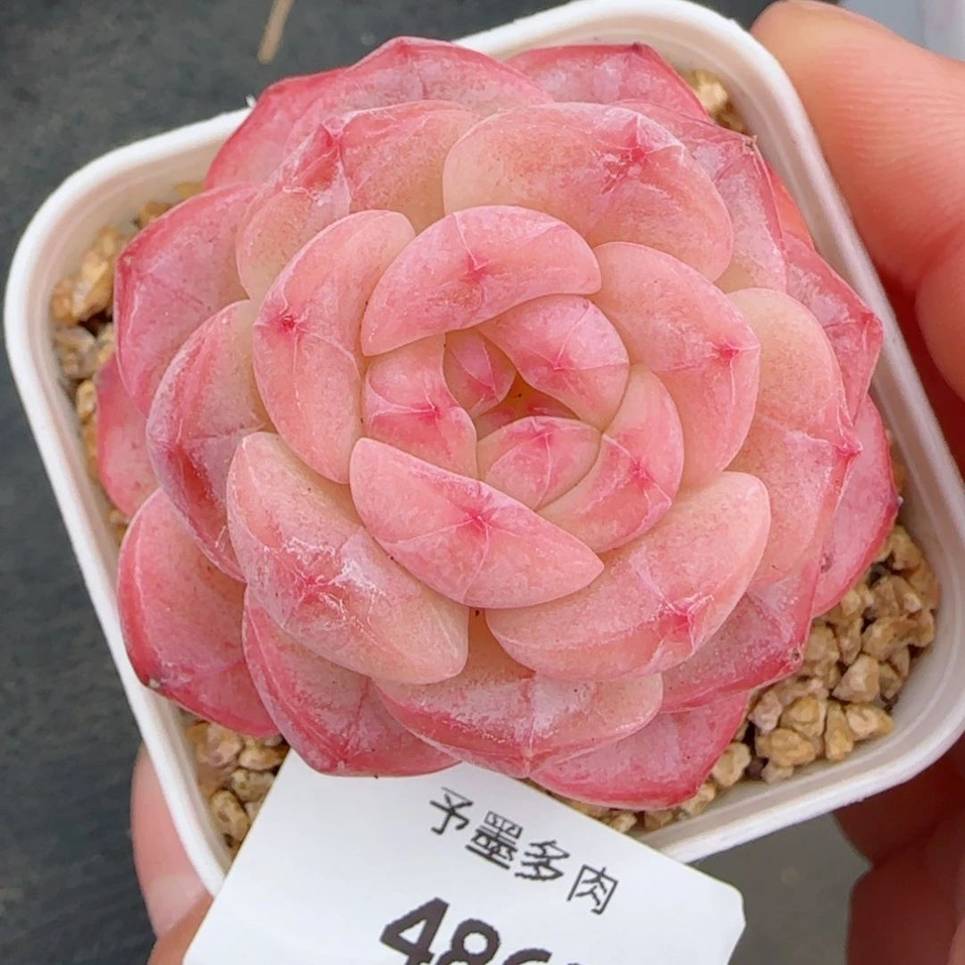 美心，4863多肉植物