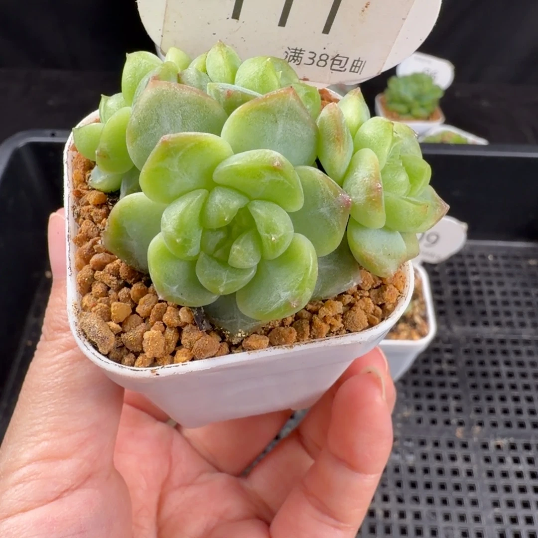 甜心四头群111号一颗