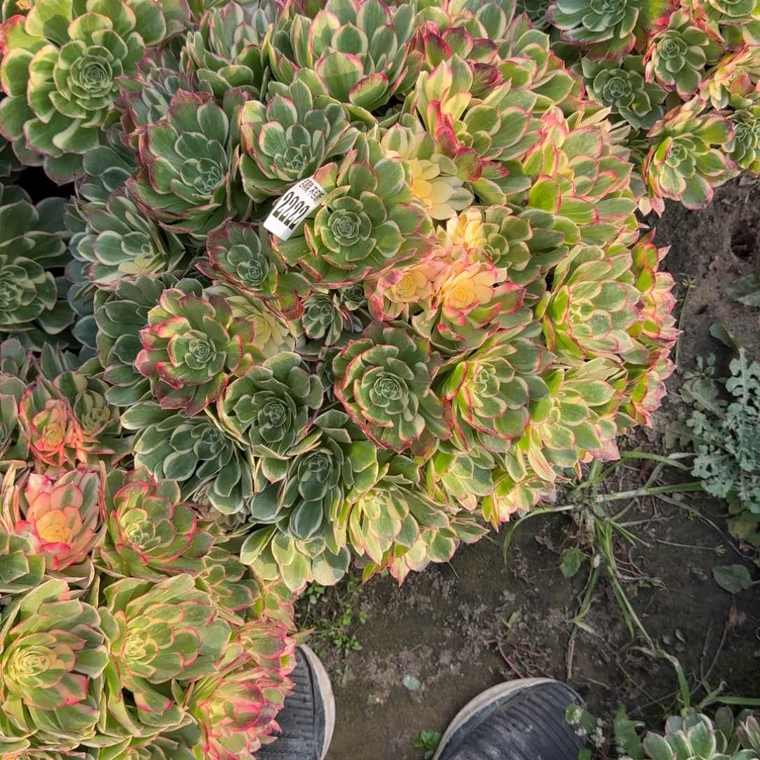 小***方16-10法师丘比特2222