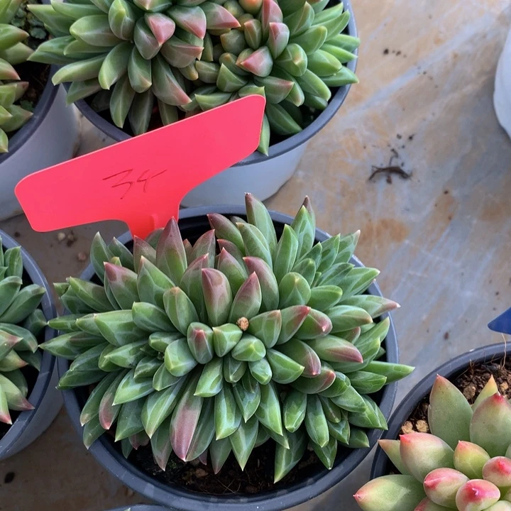 多日植物26262737373737