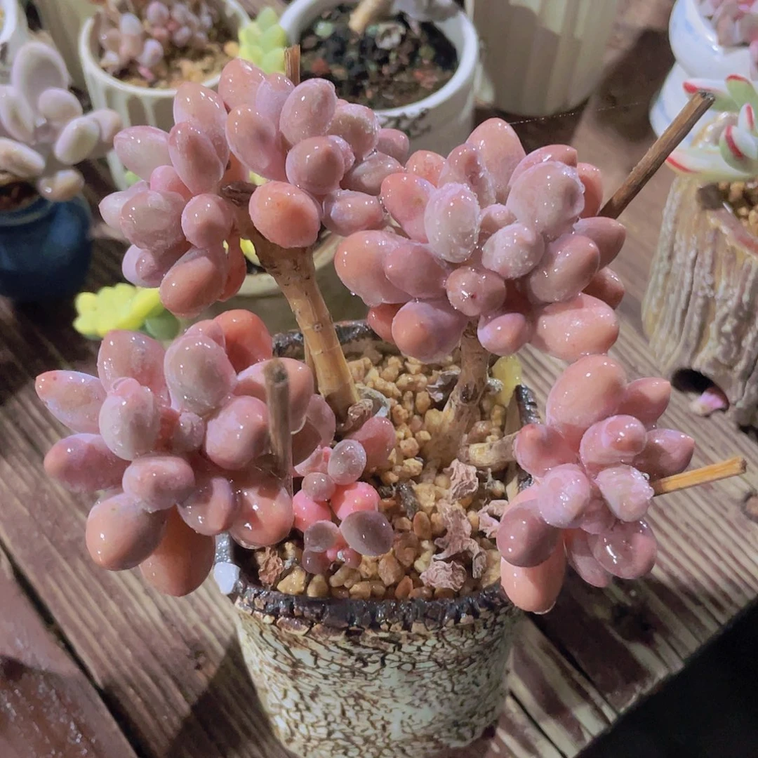 7个头奶尖 多肉植物