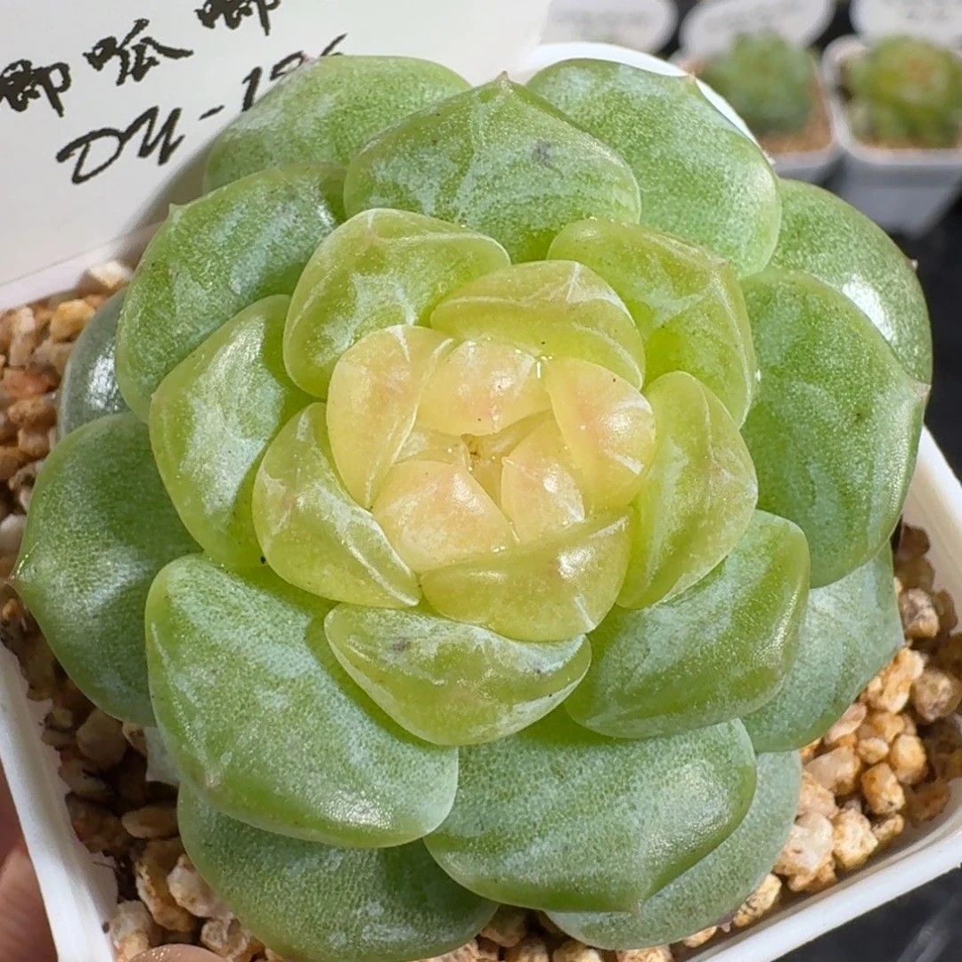 0812-126-纯牛奶单头