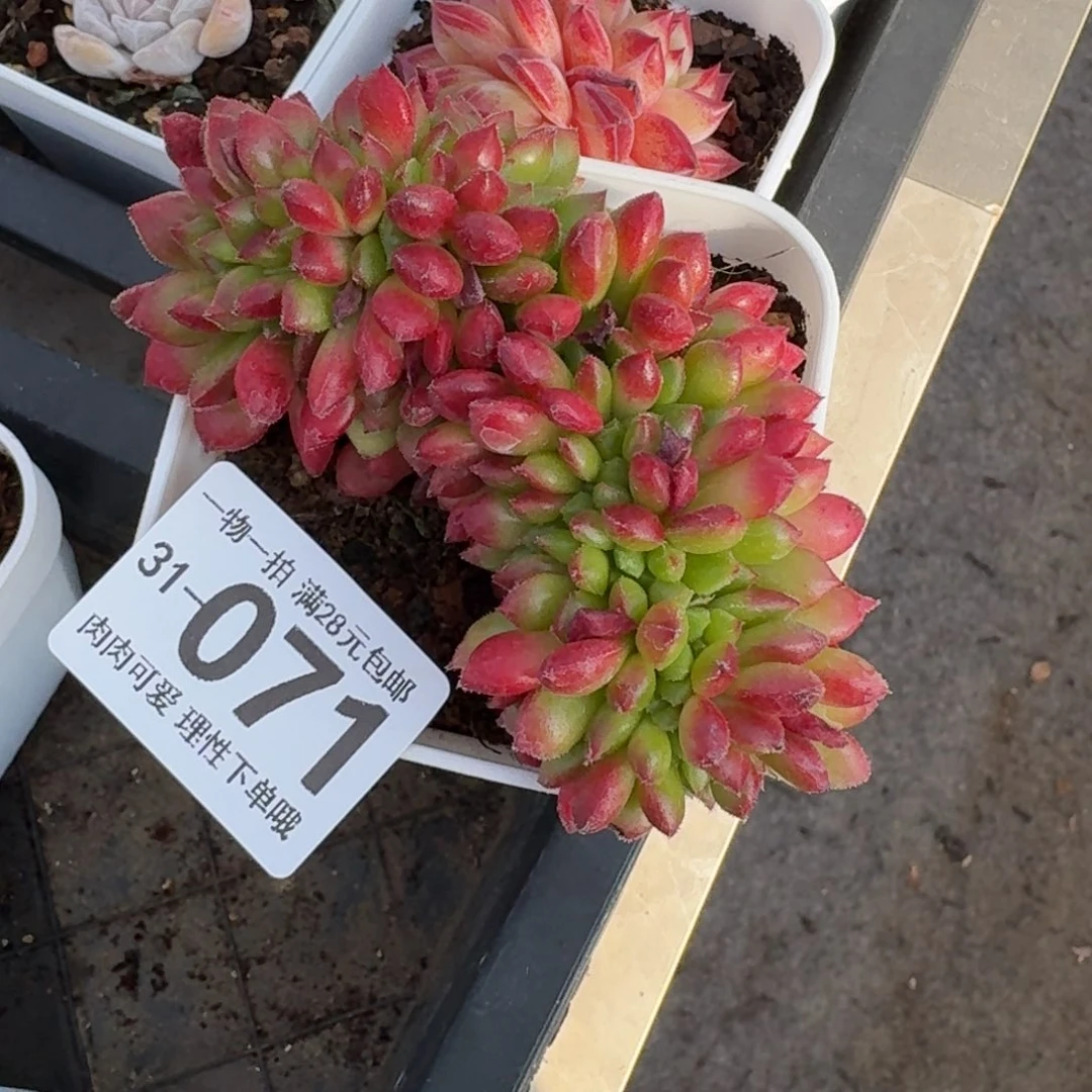 卡罗尔无盆土发货无