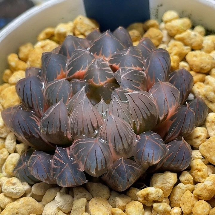 724糊斑霓虹灯母本