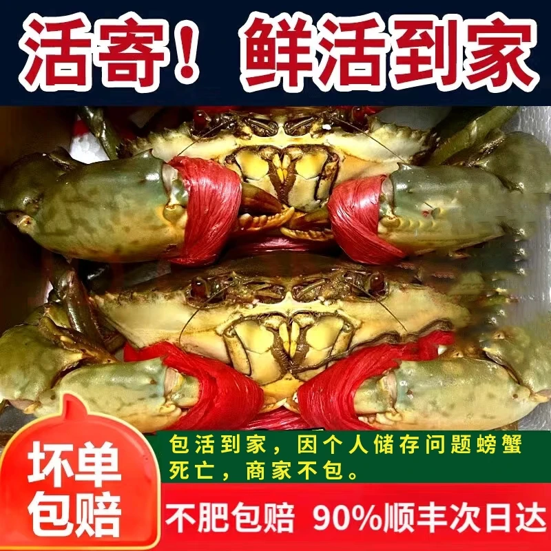 甲东鲜活全母红膏青蟹大号海捕美味顺丰发货到家