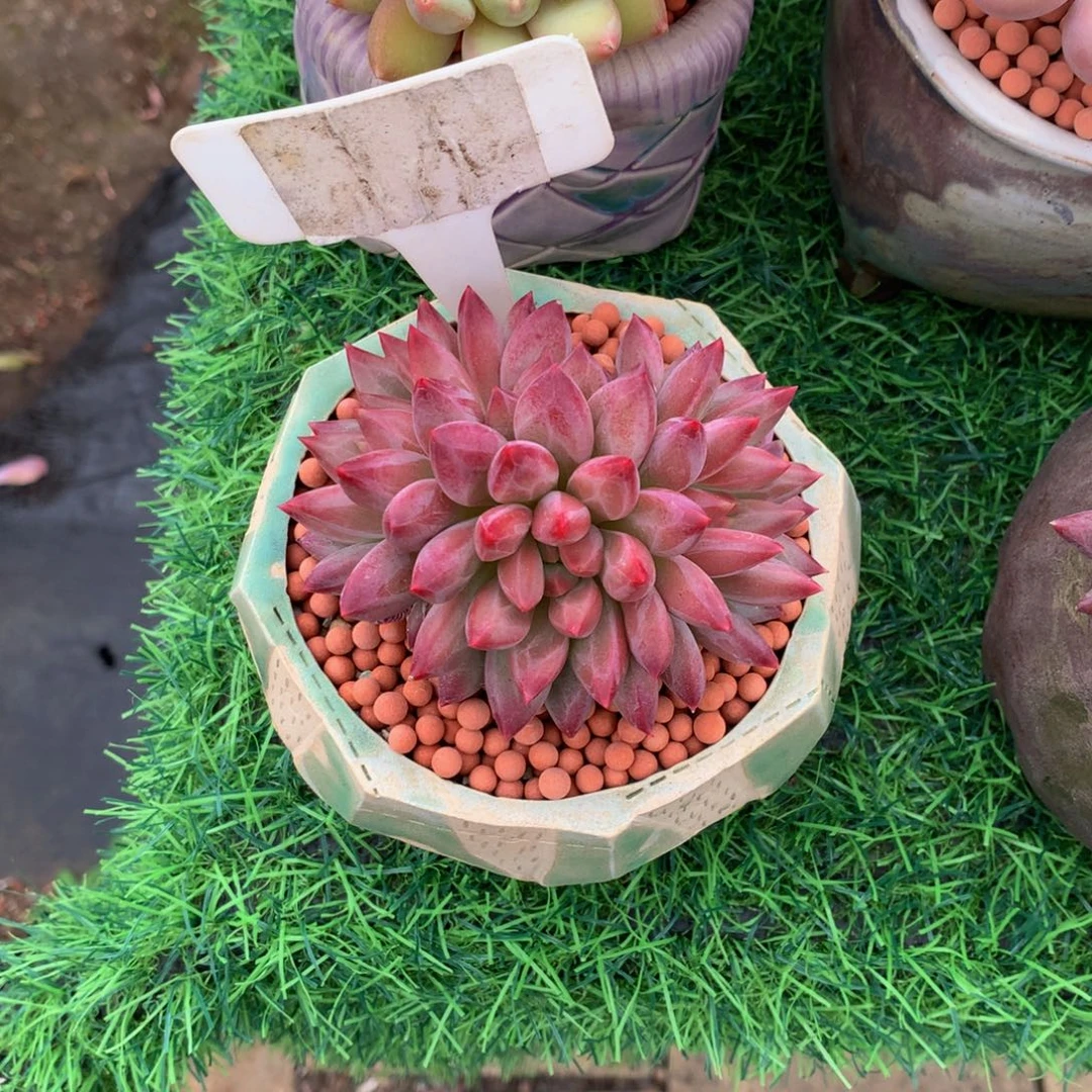 小***铺车厘子多肉植物36373737