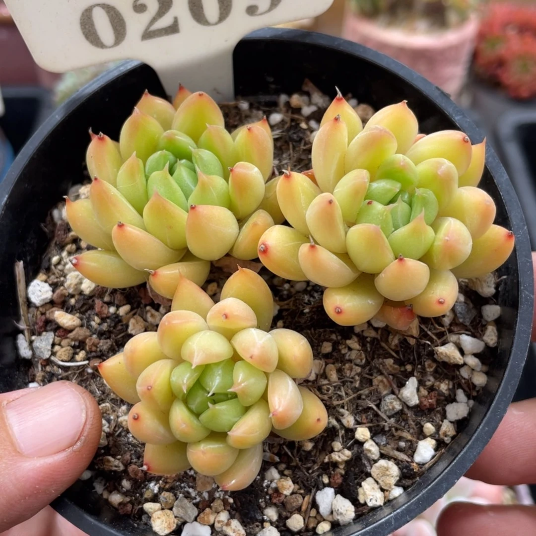 0209小浣熊不带盆8厘米