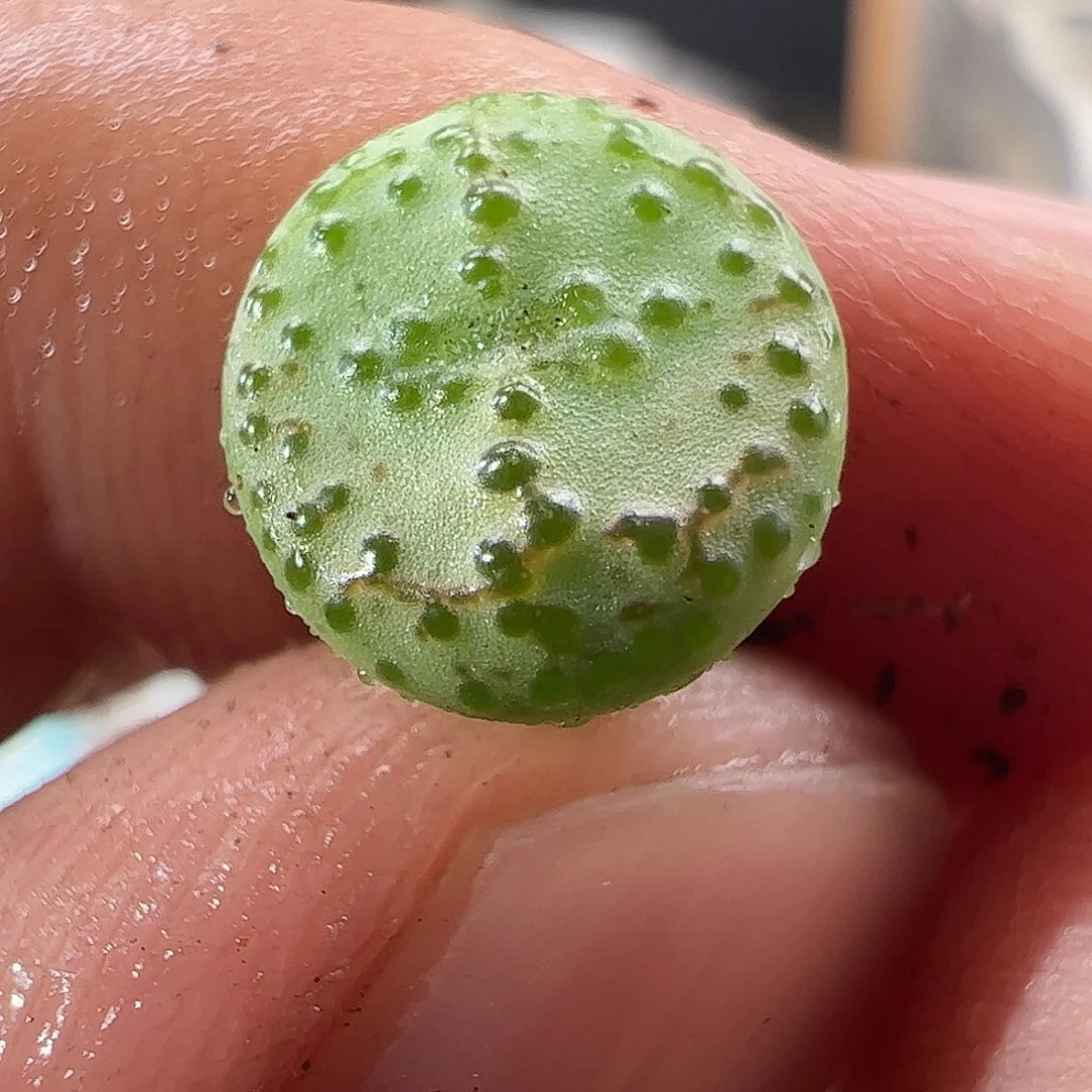 0000372 一物一拍匈牙利种源1452.64火龙果安贞