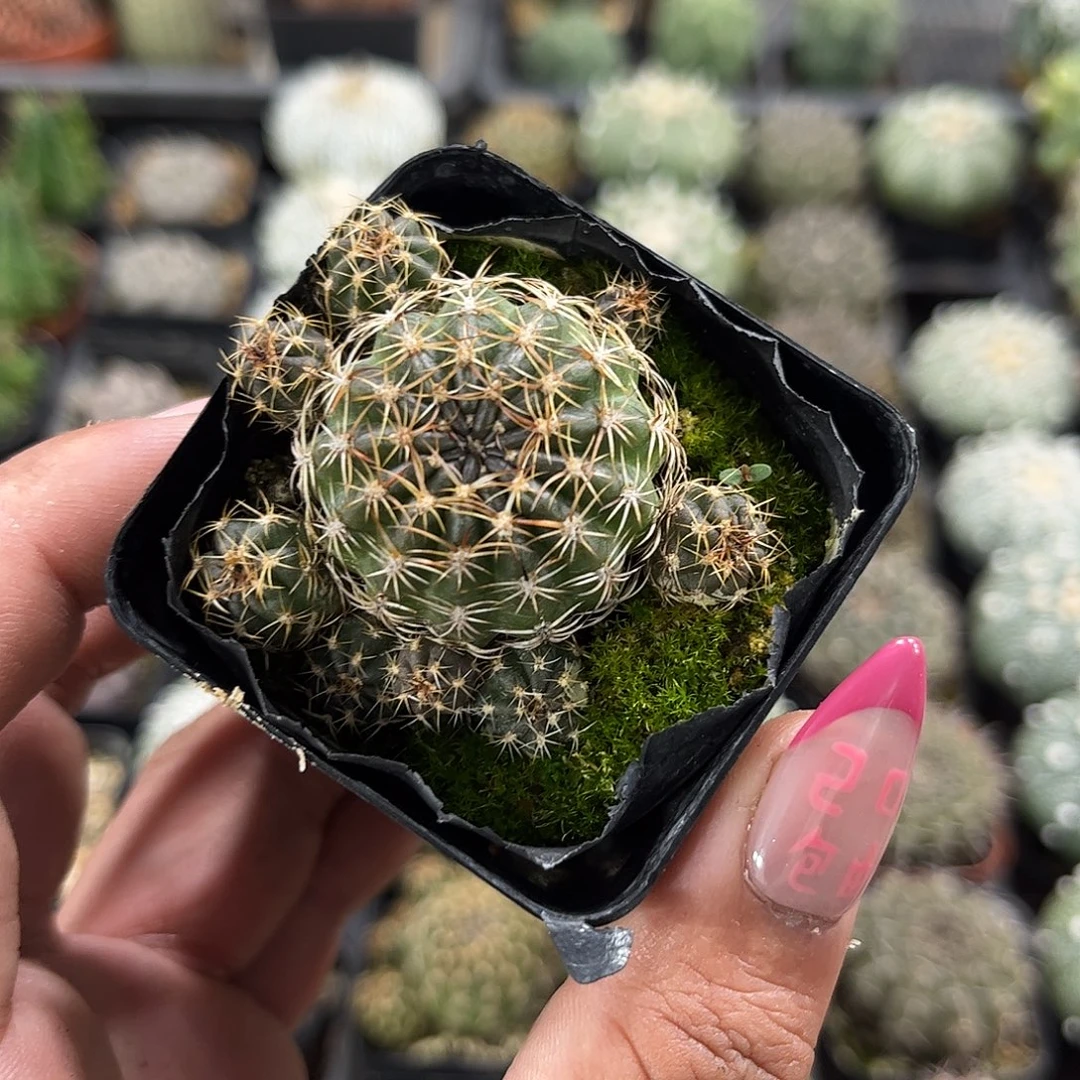 丽花单头发货单头发货