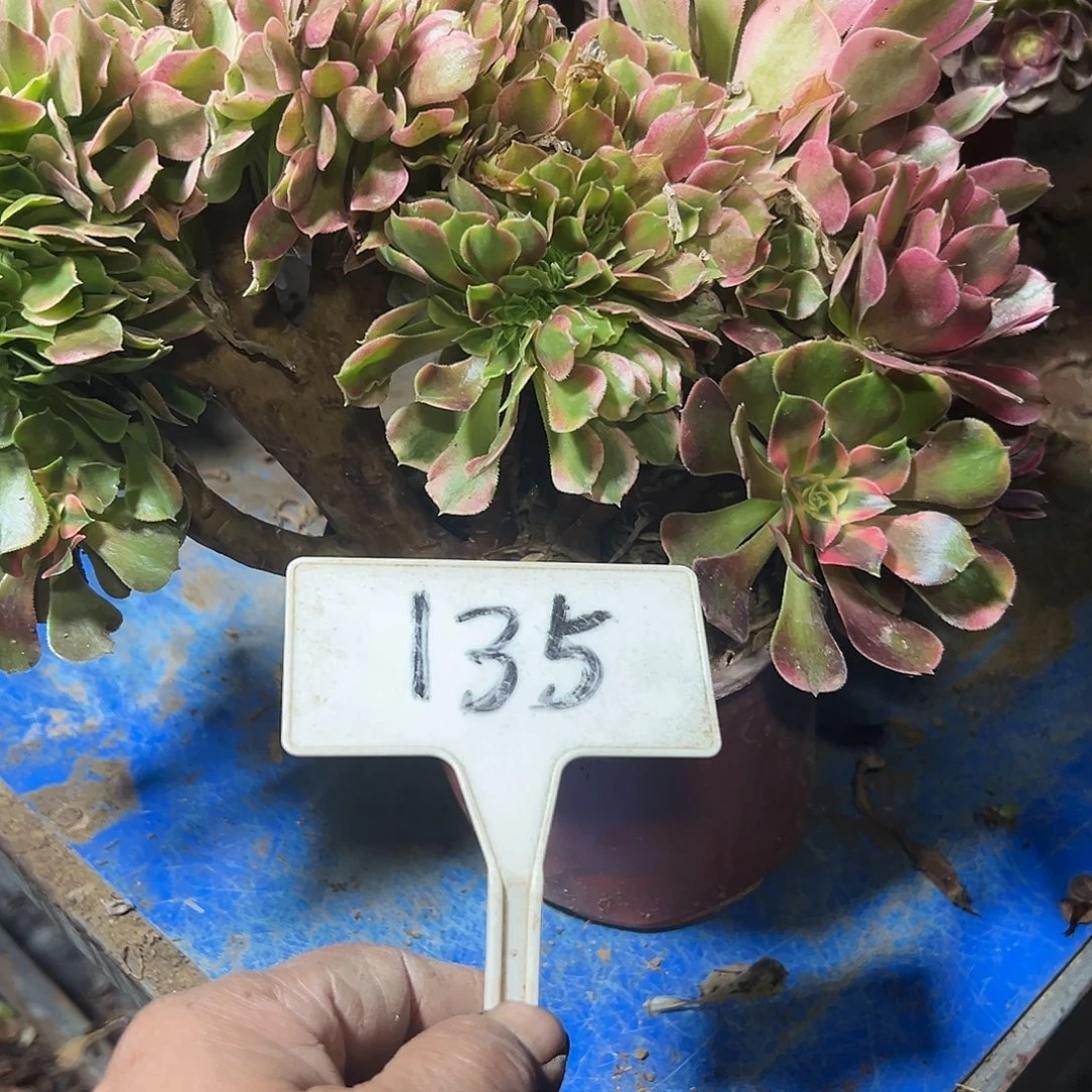 多肉植物香菲缀花135