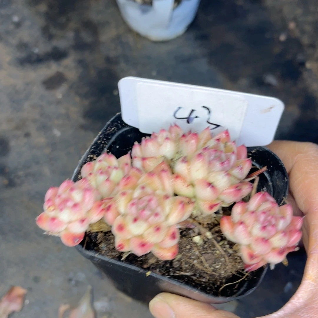 43一物一拍 精品