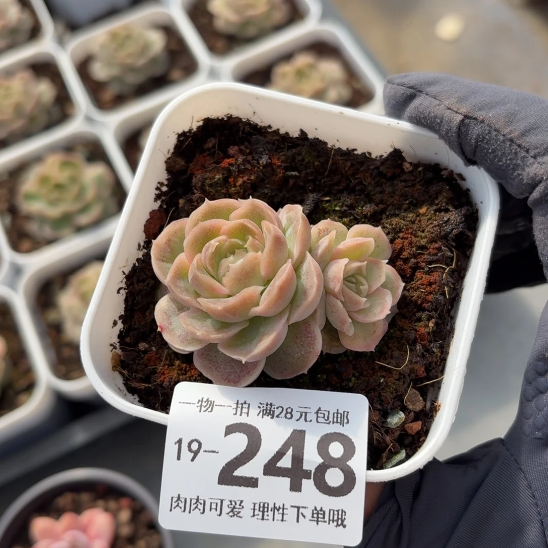 水晶虾饺无盆土发货