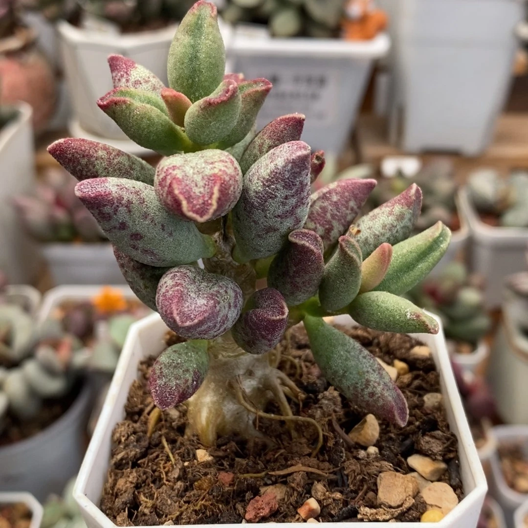 艾薇水泡多肉植物