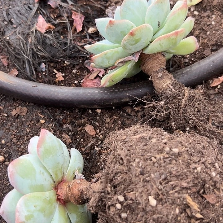 无花朵泡芙老桩两盆。