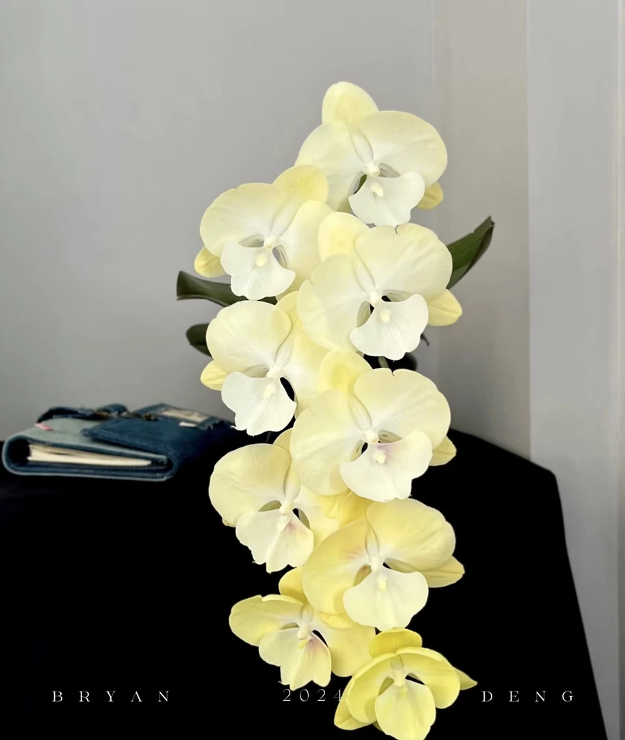 香草冰激凌蝴蝶兰3.5加高成熟苗瑕疵苗不售后