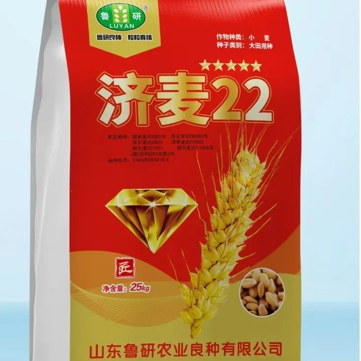 鲁研济麦22小麦种子高产穗大抗冻耐寒抗病性强抗旱抗倒伏国审正品