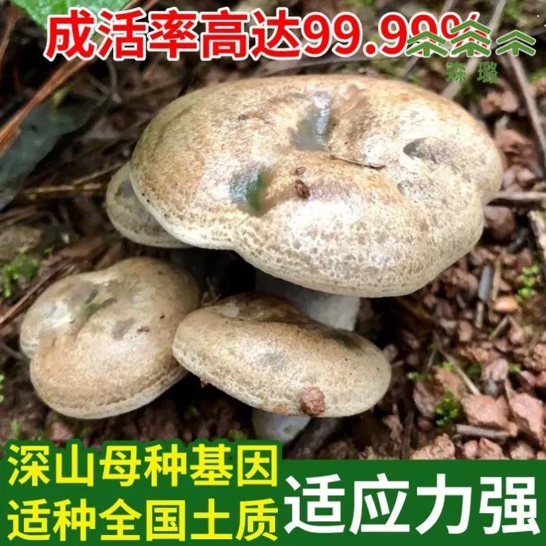 冬季松树菌菌种家种野外松树伞乌枞菌黄枞菌四季种植包松菌种菌包