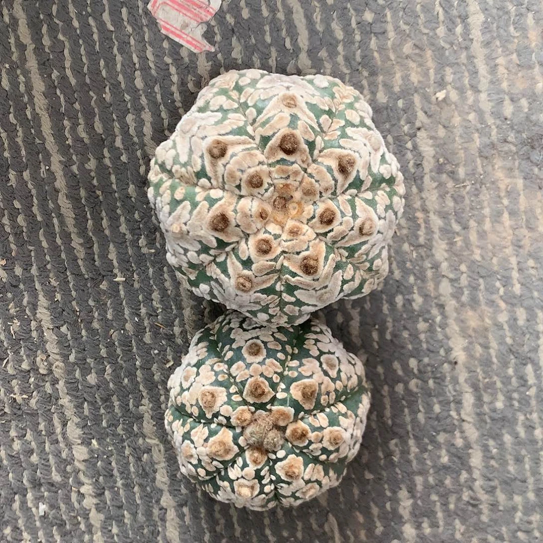 【闪购商品】星**雨两兜兜兜