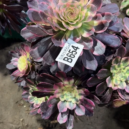 夏*多肉植物一个