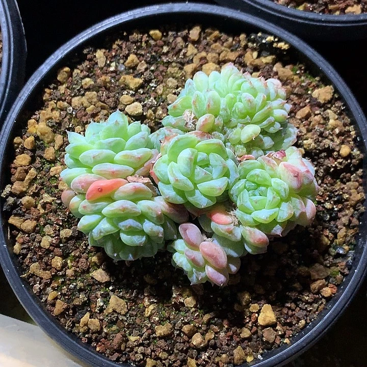 糖心朵朵缀一体无砍