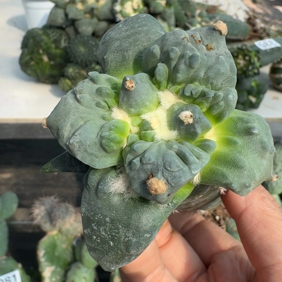 【闪购商品】无花朵汇**浦村怒333