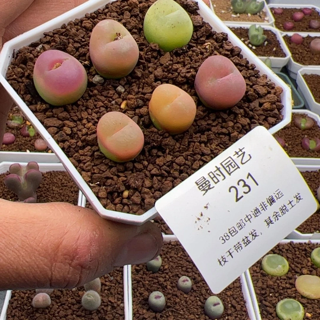 蔡*抱3.5吕多肉植物231