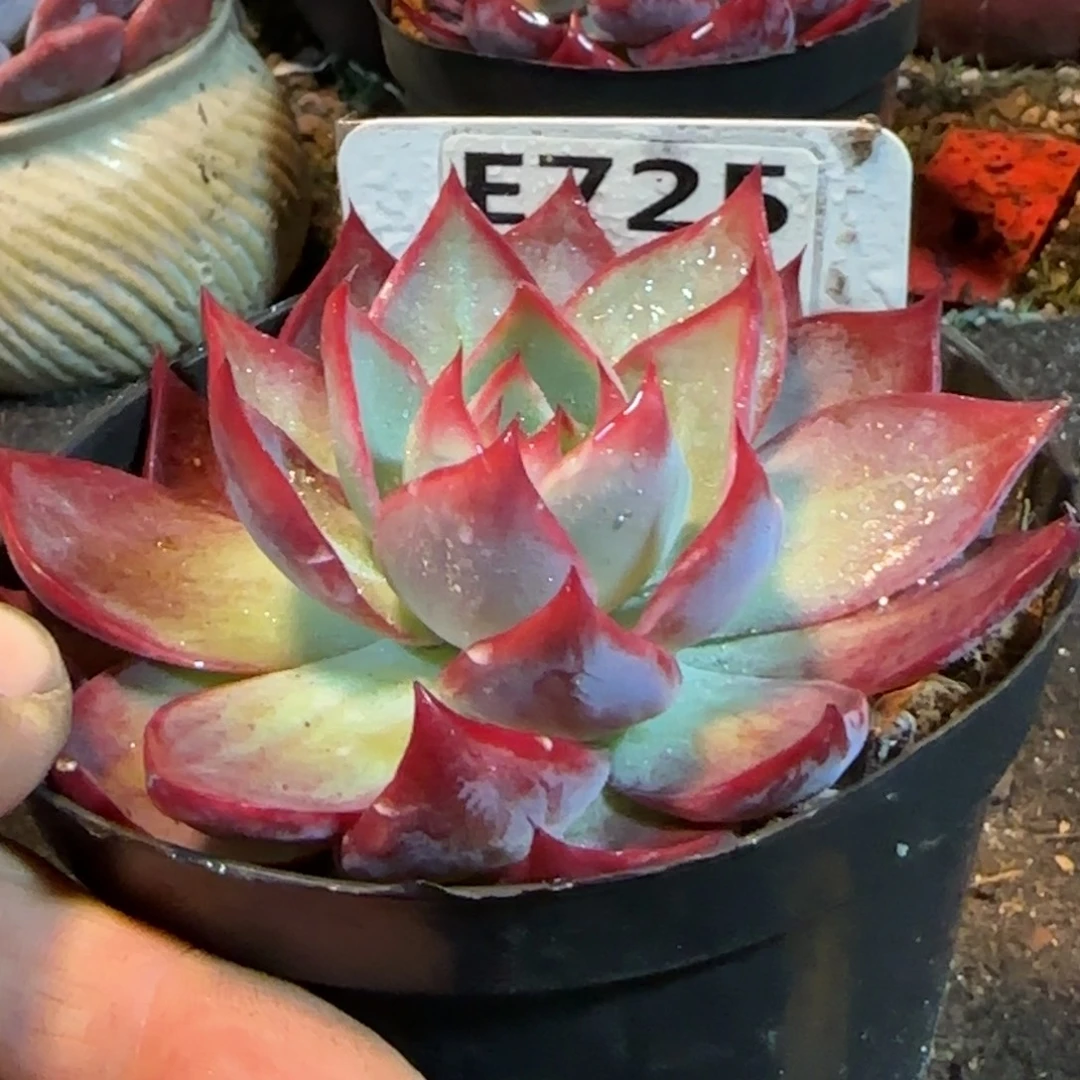 惊鸿一物一拍包装收缩花旱725