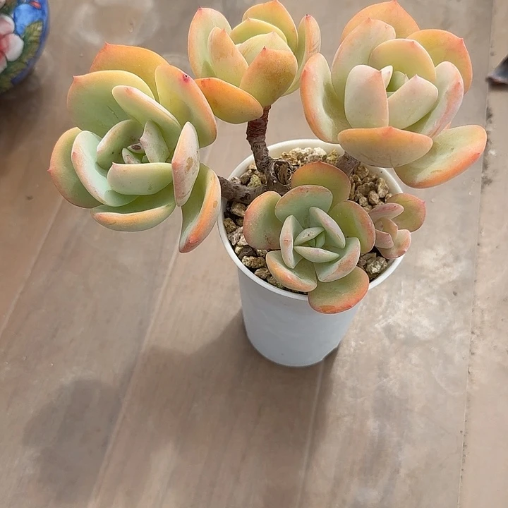 M***紅白凤多肉植物一颗