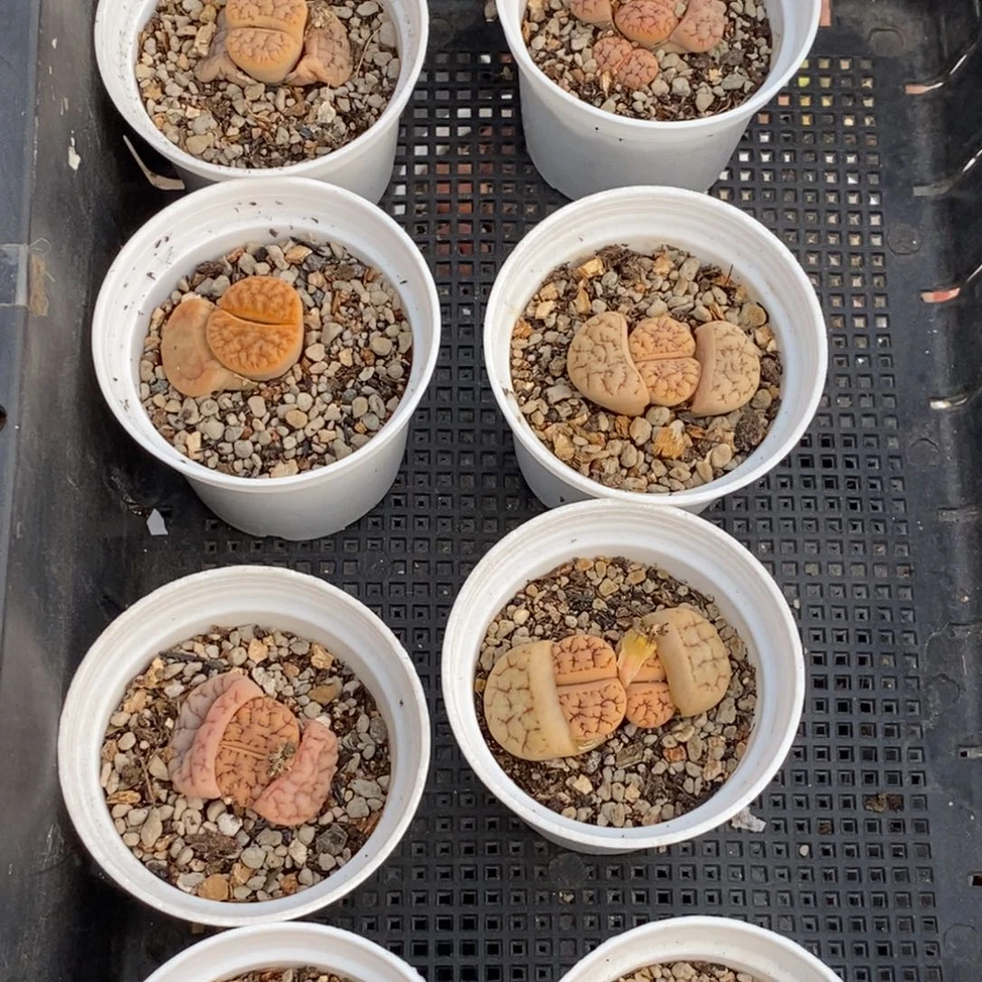 0819 直播间一物一拍