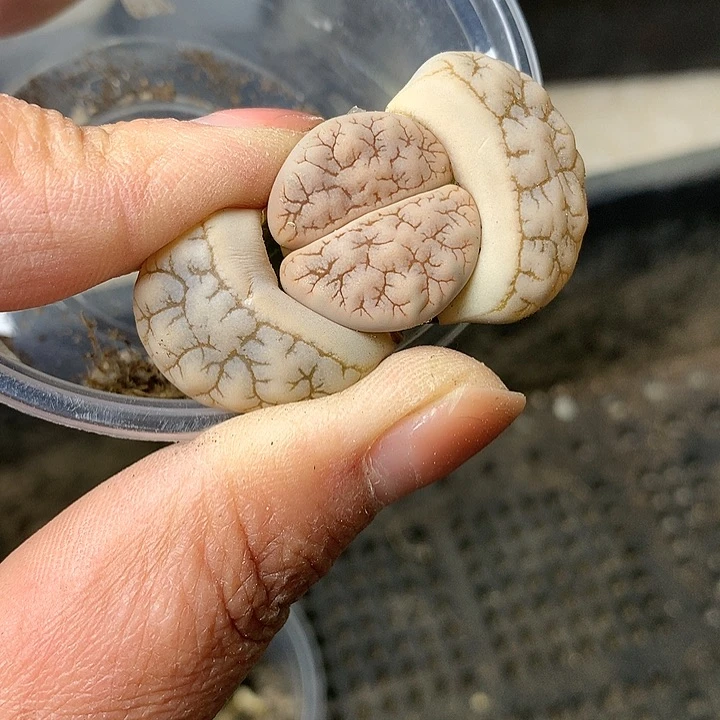 D348多肉植物保护研究所