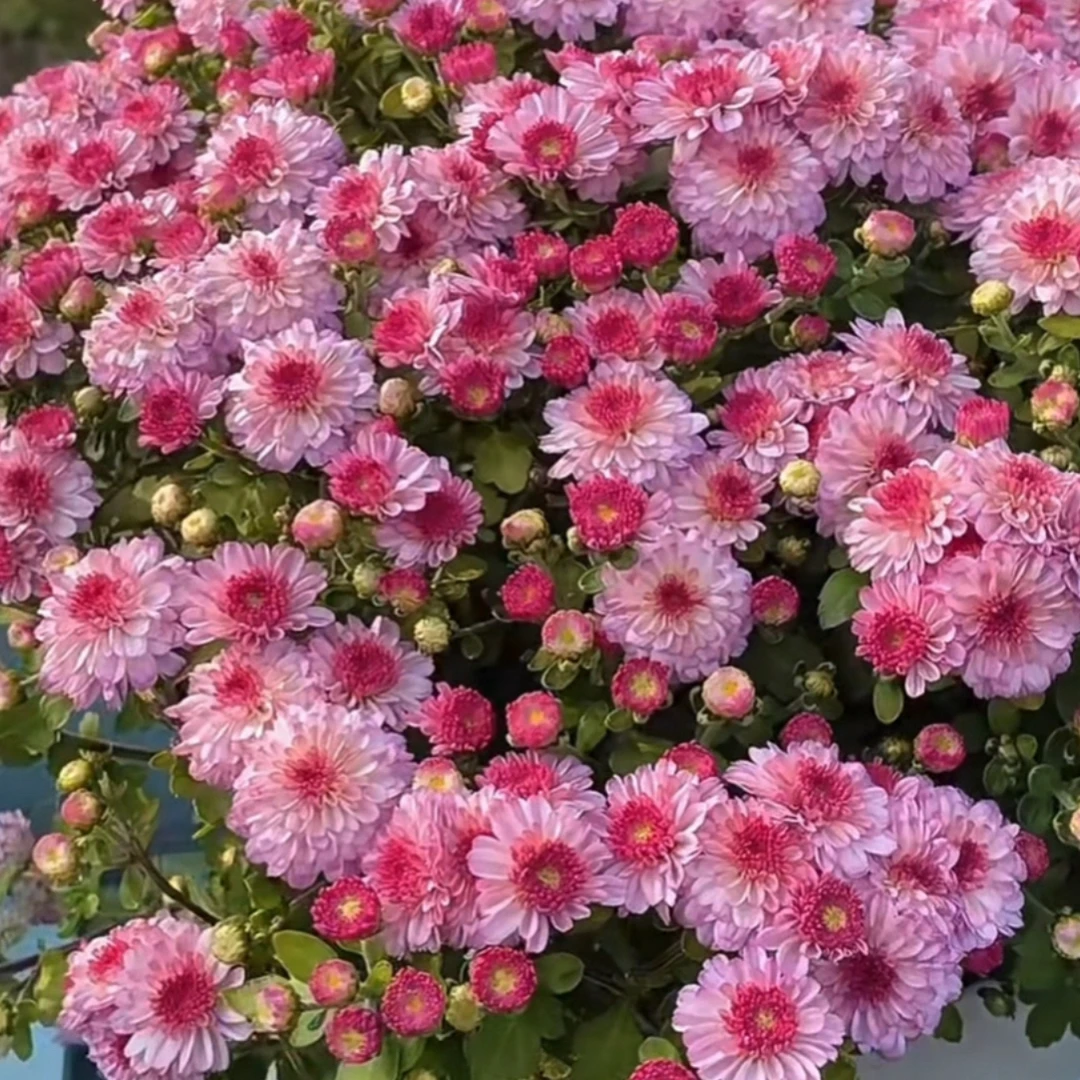 草莓甜心球菊 四季开花耐寒耐热 阳台庭院种植