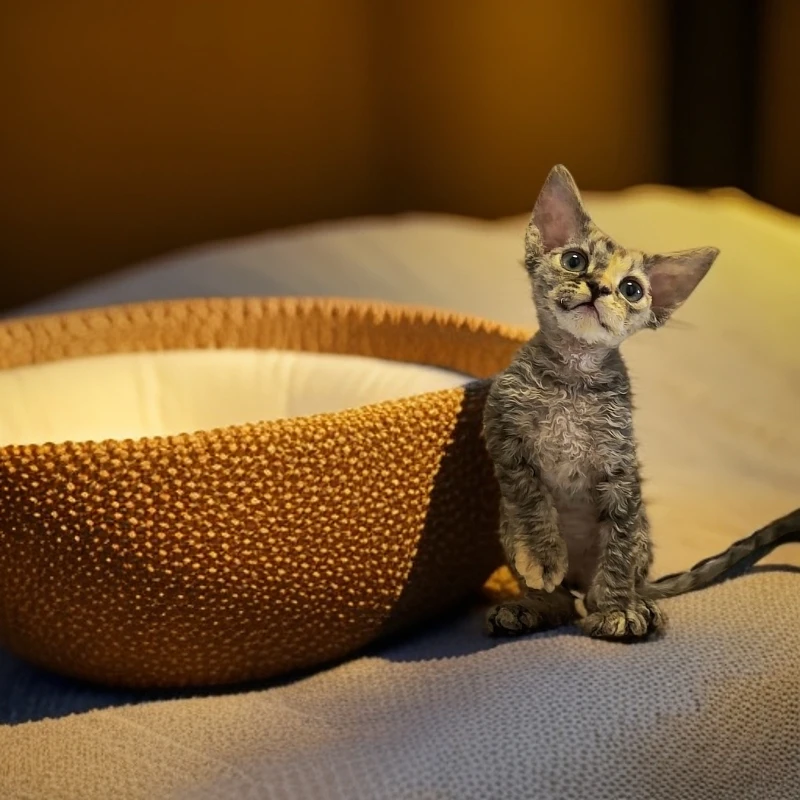 （棉花糖德文卷毛猫）戴帽妹妹 直播专享