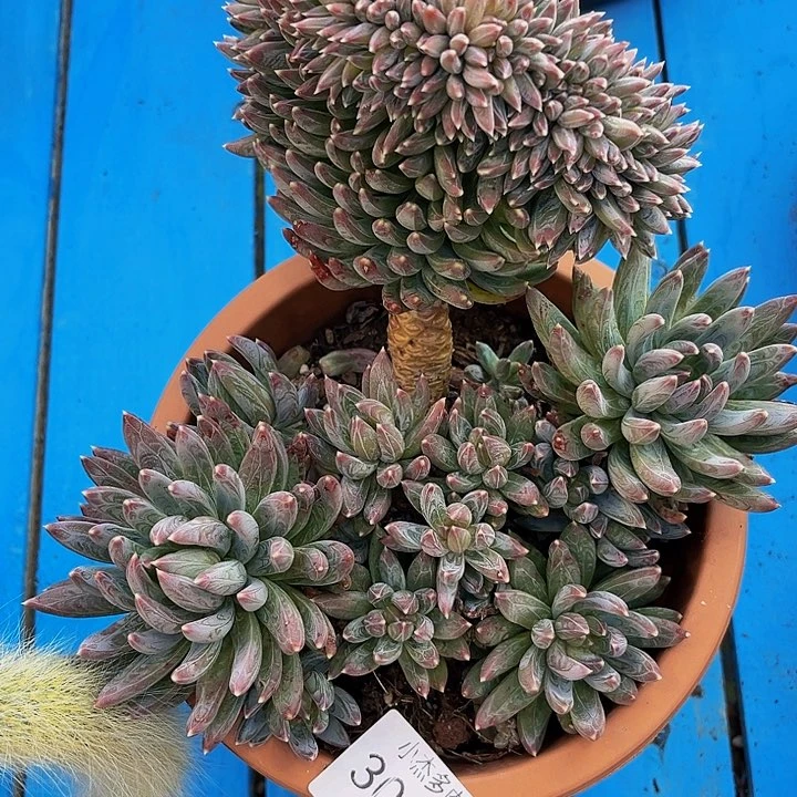 用****5魔瓜缀3016