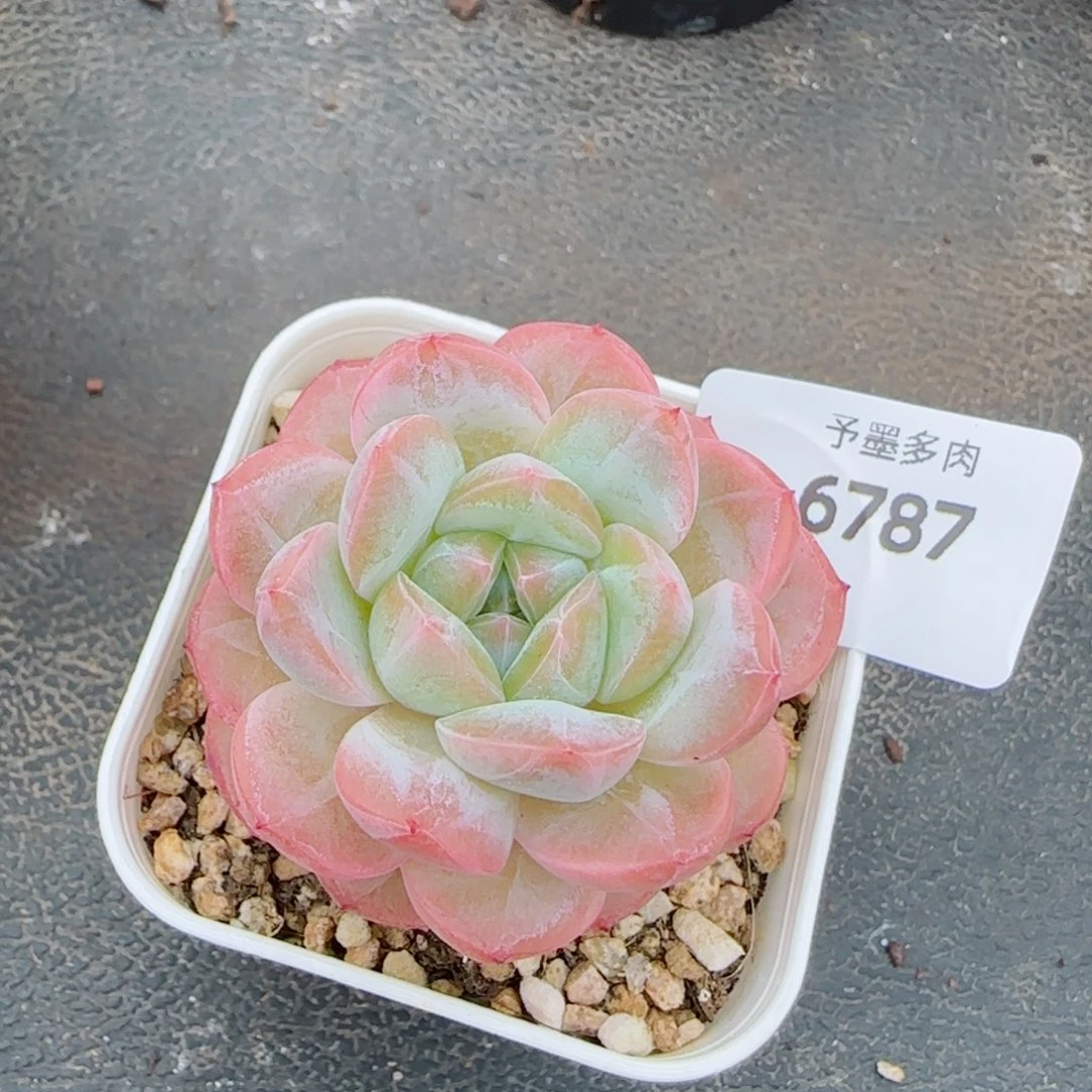 孤品，6787多肉植物