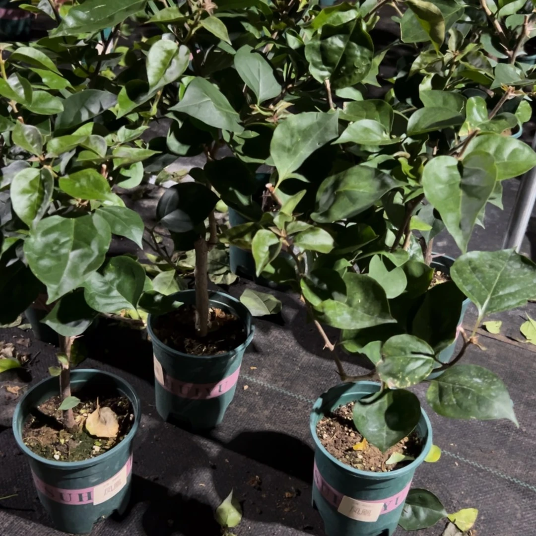 芷***依无花朵【凤凰一棵】随机发货福利款不售后