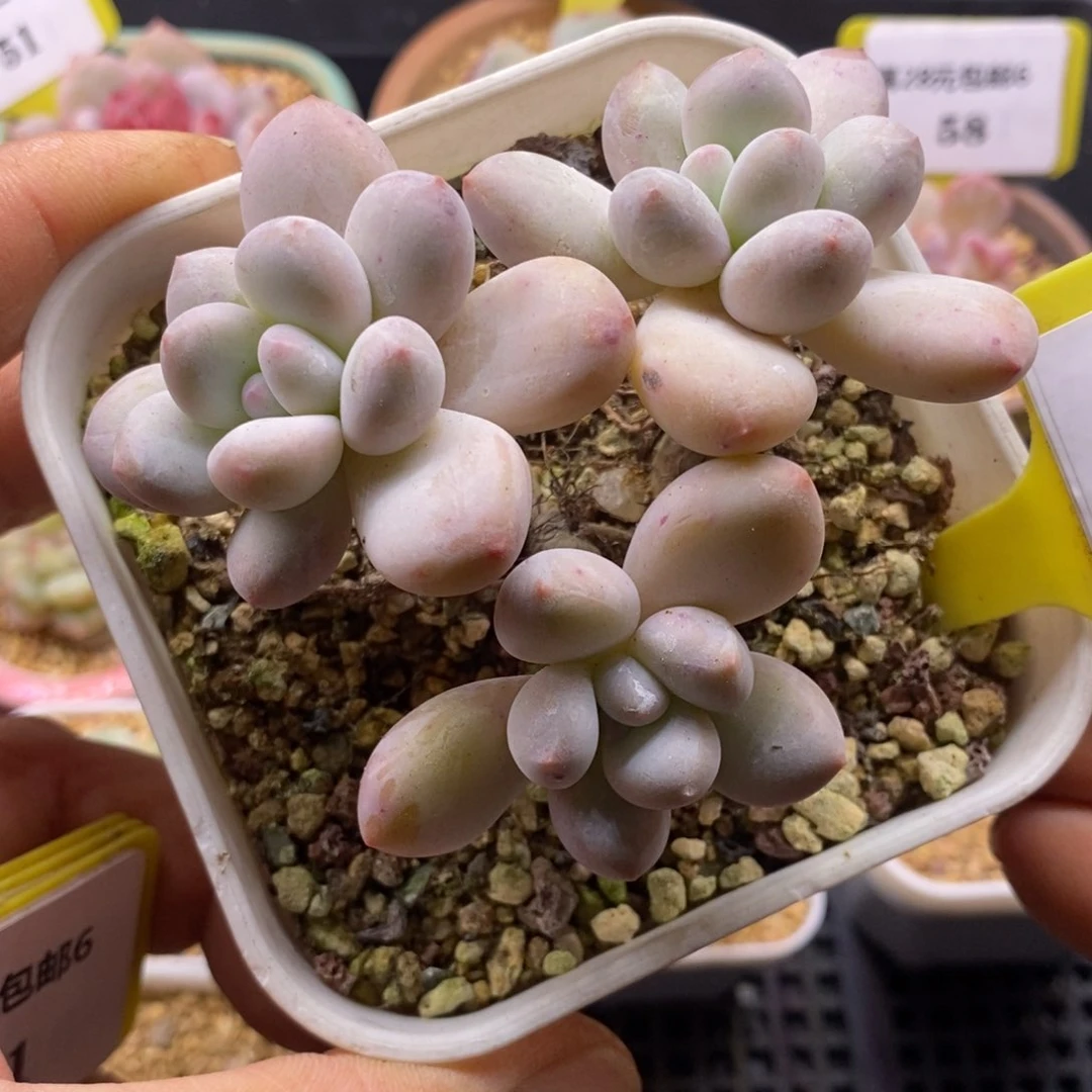 660老桩丸叶三头香水多肉