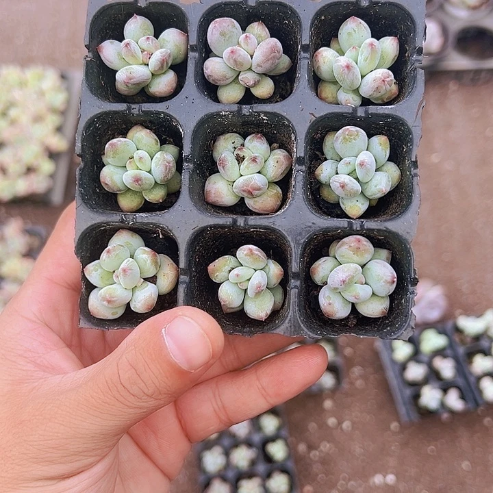 9颗一组苹果奶！！！！！！