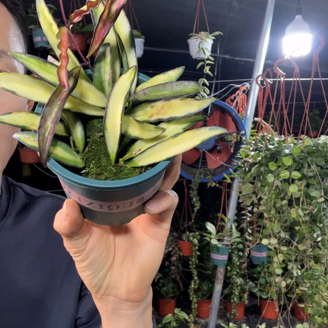 葵***无花朵冰糖球兰小苗