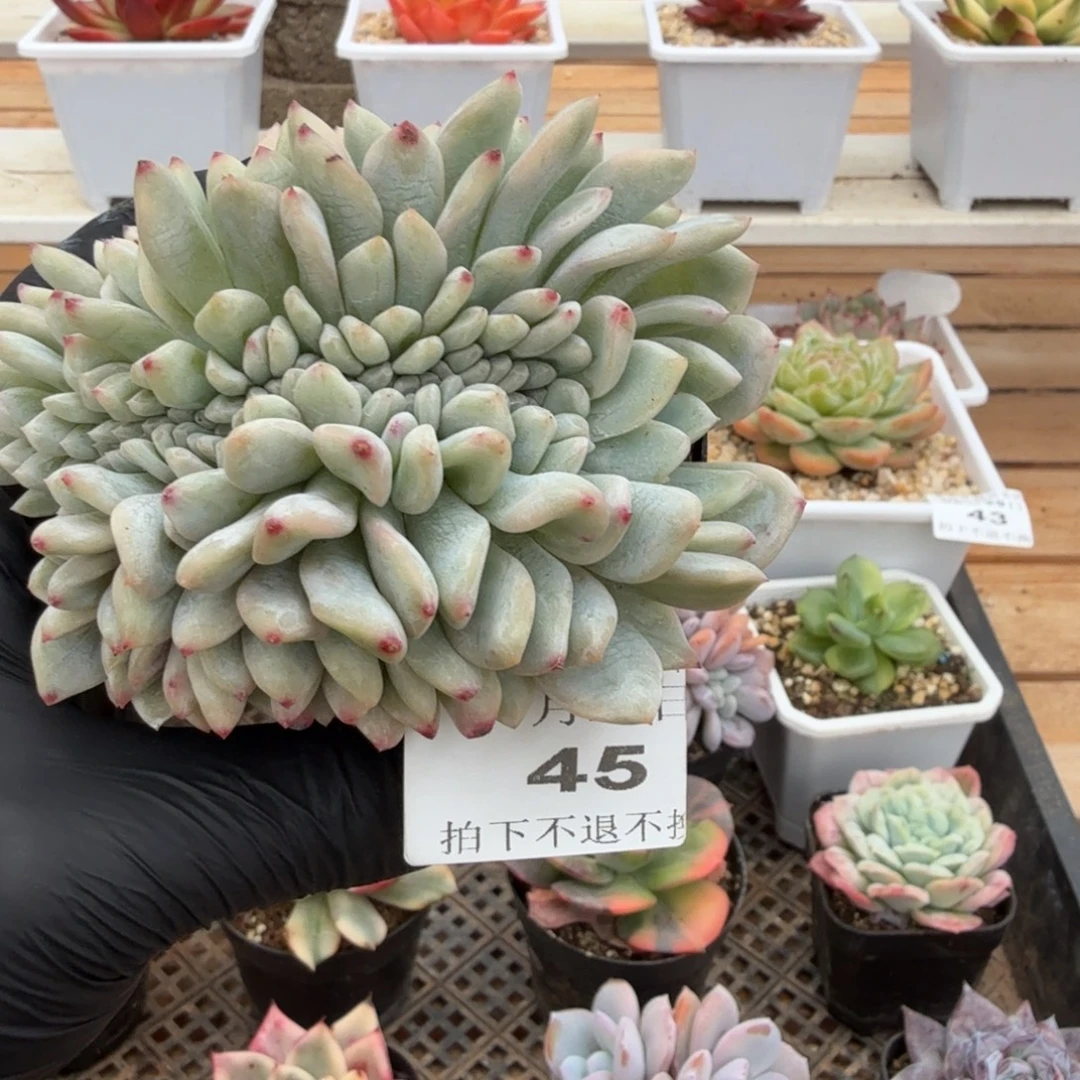 0929-45橙梦露锦缀