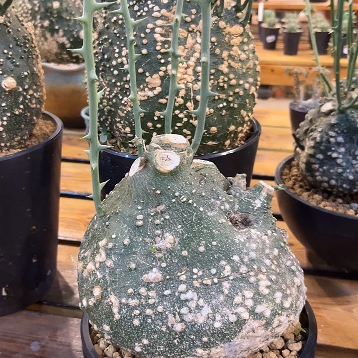 潮流植物球腺蔓心脏