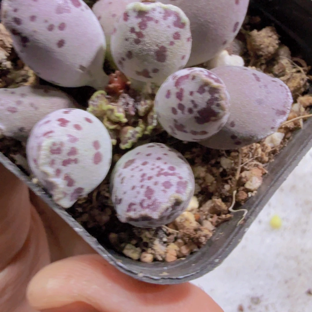 丸叶海豹福利一颗