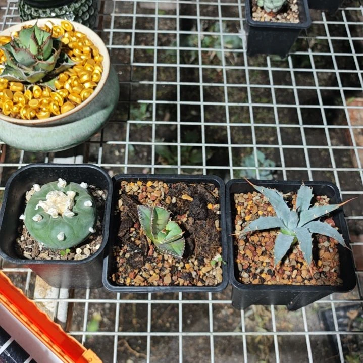 给听雨哥专享链接