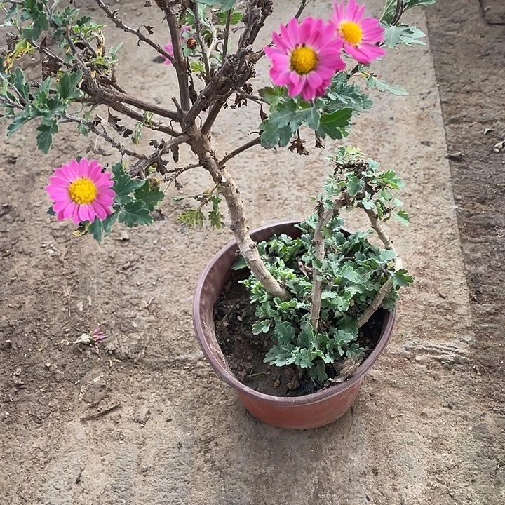 风***莉35菊花菊花菊花菊花