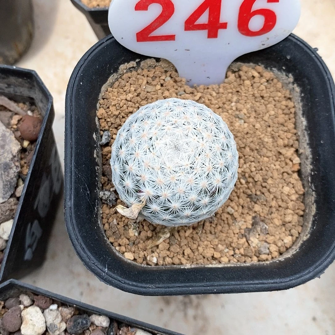 246白鸟系列产品福利