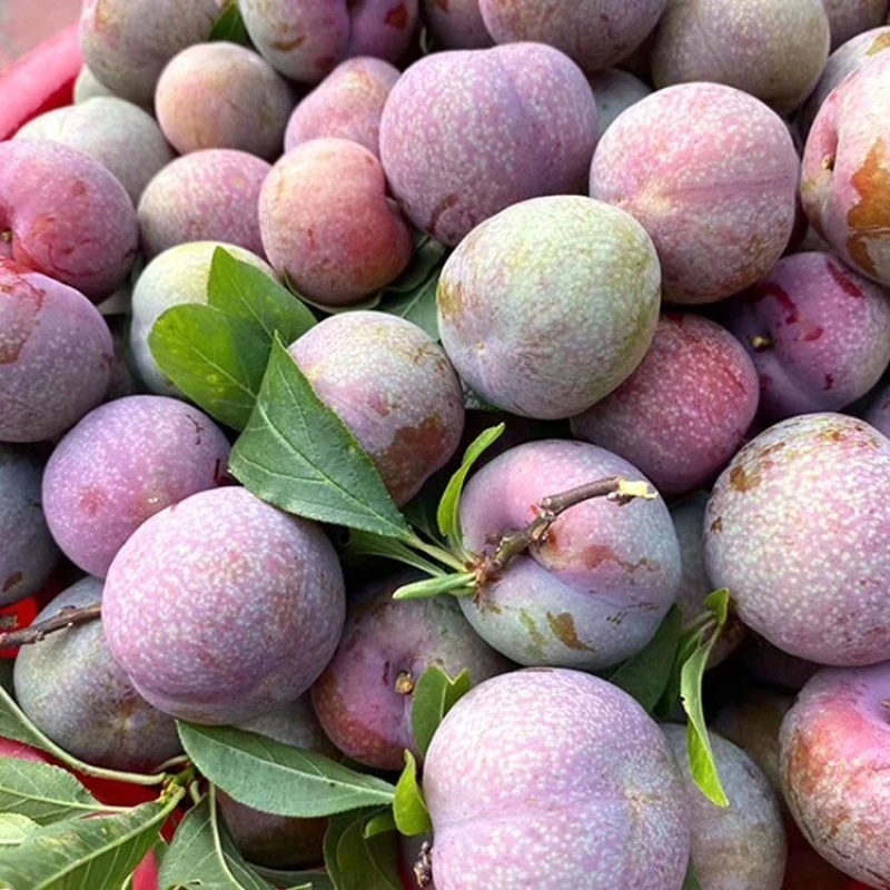 正宗三华李5斤整箱新鲜水果3斤整箱红心李子