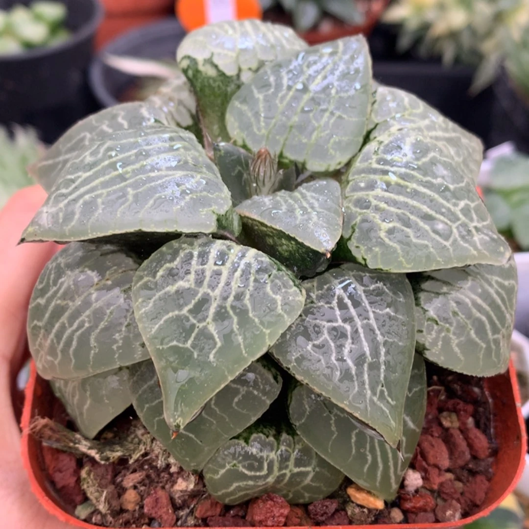 母本水晶101，带盆一起