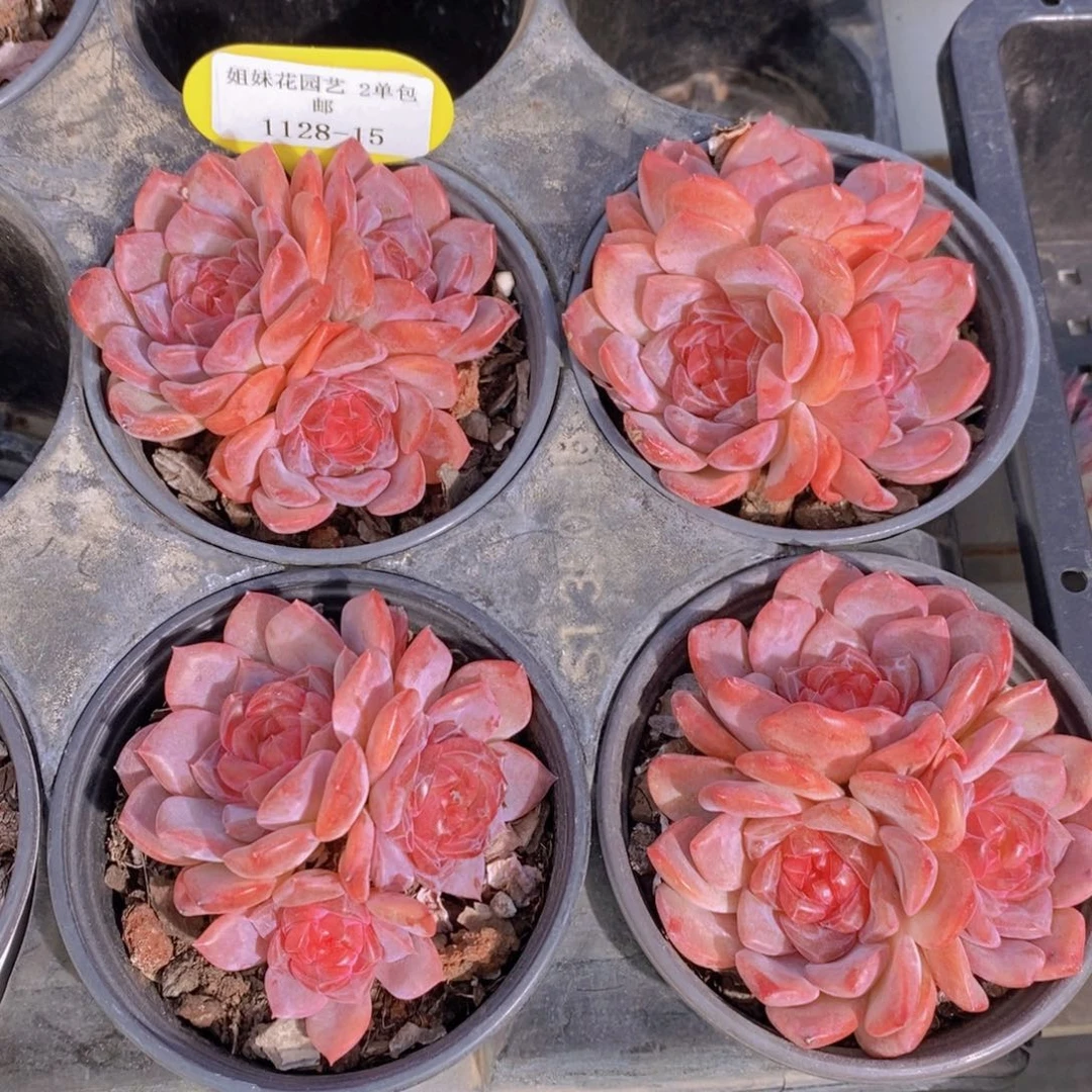 1128-15-精品母本糖心钻石珍妮红琥珀群一个